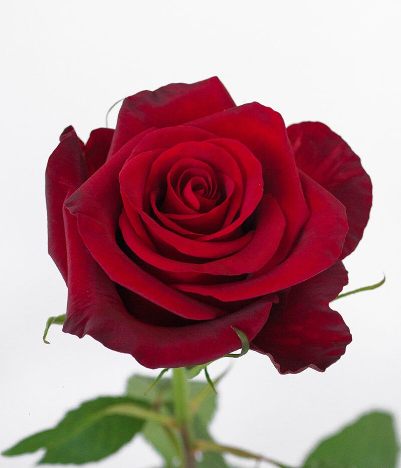 Rose Red Paris red 60 A1 Cantiza Ecuador buy wholesale on M-Flowers