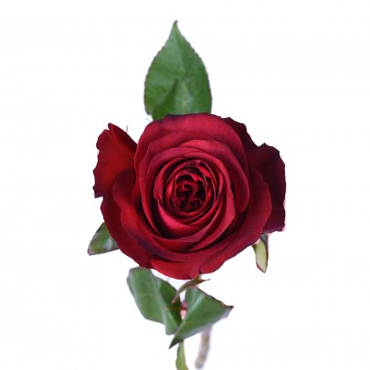 Rose Matilda red 60 A1 Cantiza Ecuador buy wholesale on M-Flowers