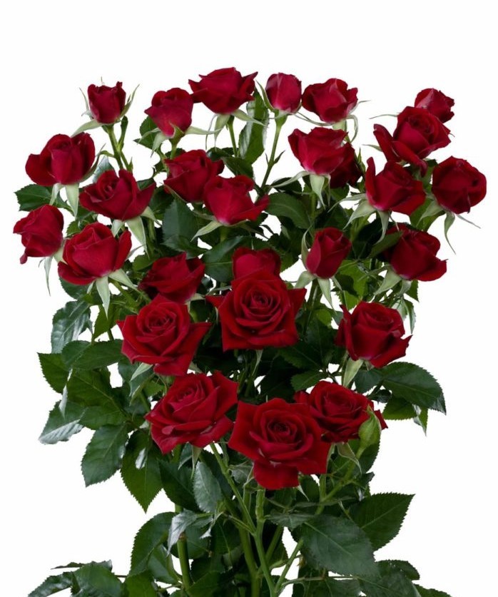 Spray roses Rubicon 40 A1 SIAN ROSES KE купить оптом на M-Flowers