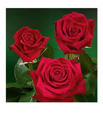 Garden Rose Lady Killer 50 A1 TAMBUZI LTD KE купить оптом на M-Flowers