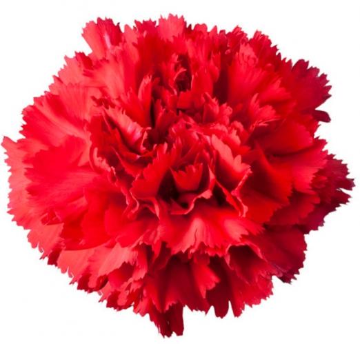 Carnation Don Pedro red 70 A1  Colombia купить оптом на M-Flowers