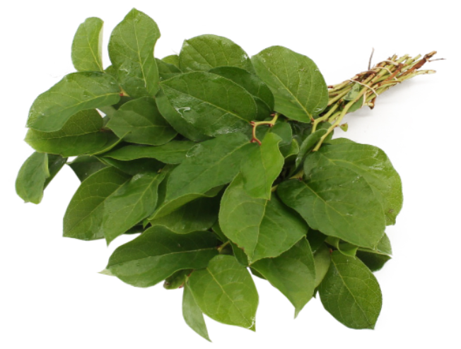 Groen Salal Tips green 45 A1 Groen Salal Tips 45 A1 Best Greens NL comprar al por mayor en M-Flowers
