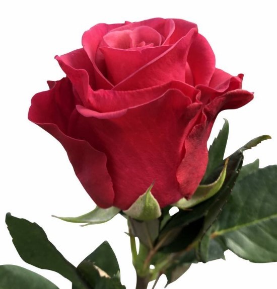 Rose Tacazzi dark-pink 35 A1 PANOCAL INTERNATIONAL LTD Kenya buy wholesale on M-Flowers