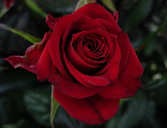 Rose Royal Class 40 A1 CREDIBLE BLOOMS LTD KE купить оптом на M-Flowers