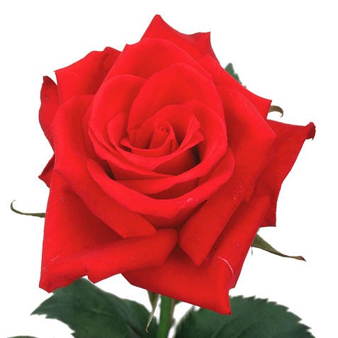 Rose Red Calypso red 40 A1 Karen Roses Kenya buy wholesale on M-Flowers