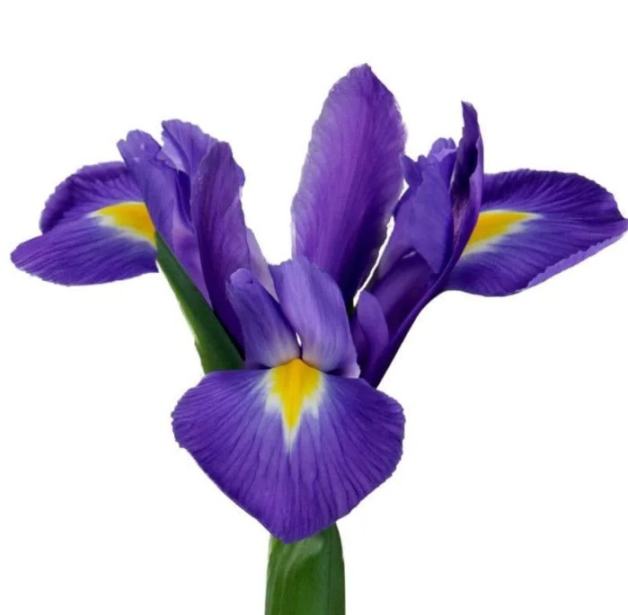 Iris Iris Blue Magic blue 62 A1 Decorum Netherlands купить оптом на M-Flowers