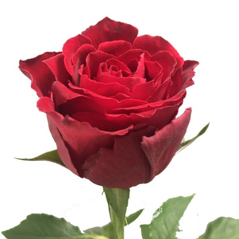 Rose Madam Red 50 A1 TAMBUZI LTD KE buy wholesale on M-Flowers