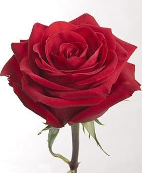 Rose Checkmate red 50 A1 Rose Checkmate 50 A1 Latina Farms EC buy wholesale on M-Flowers