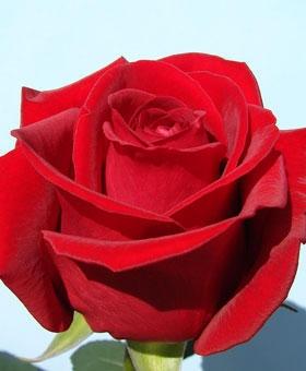 Rose Red Bentley red 60 A1 Heritage Flowers Kenya comprar al por mayor en M-Flowers