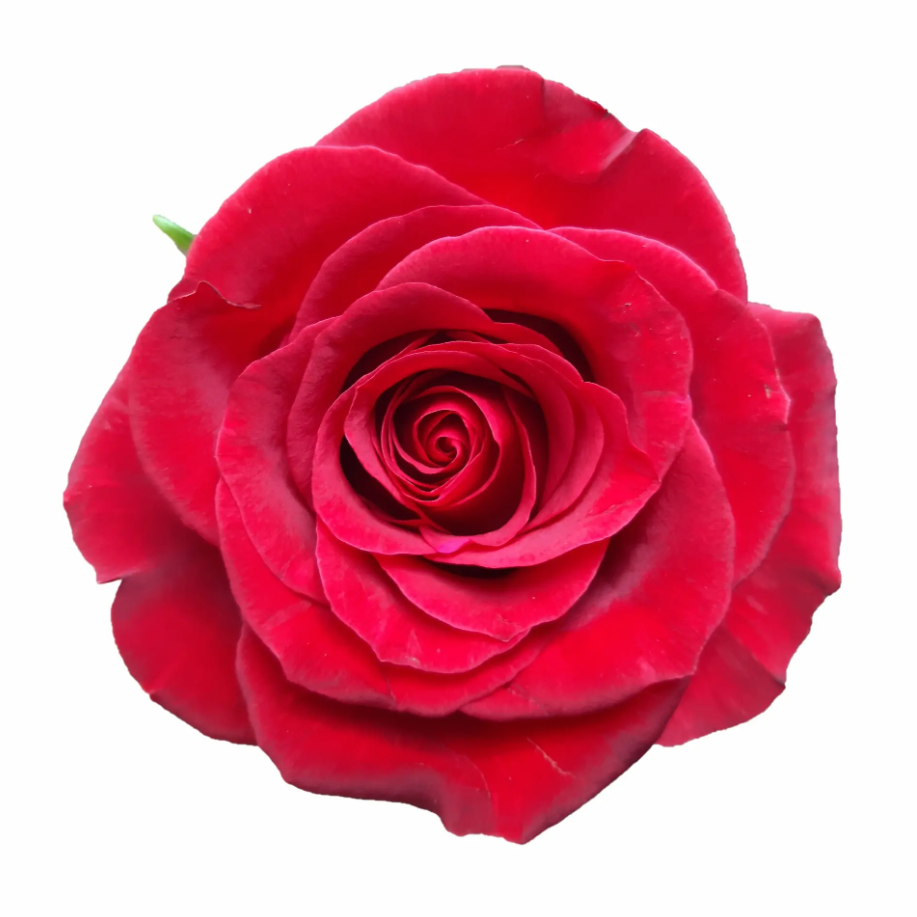 Rose Burgundy red 35 A1 PANOCAL INTERNATIONAL LTD Kenya comprar al por mayor en M-Flowers