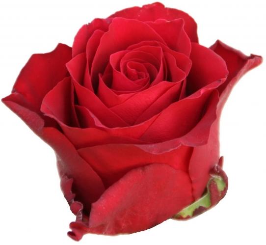 Rose Rhodos red 60 A1 Red Lands Roses Kenya buy wholesale on M-Flowers