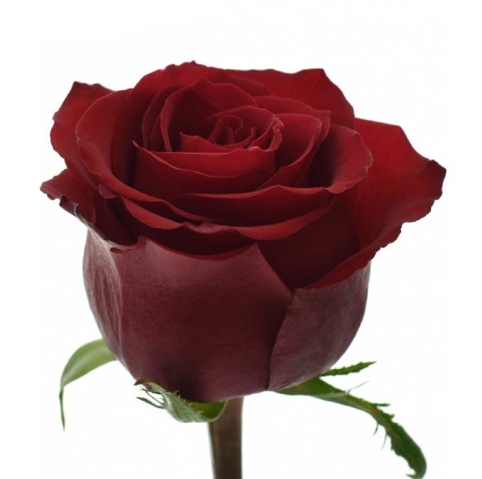 Rose Ever Red 40 A1 SHALIMAR FLOWERS (KENYA) LTD KE buy wholesale on M-Flowers