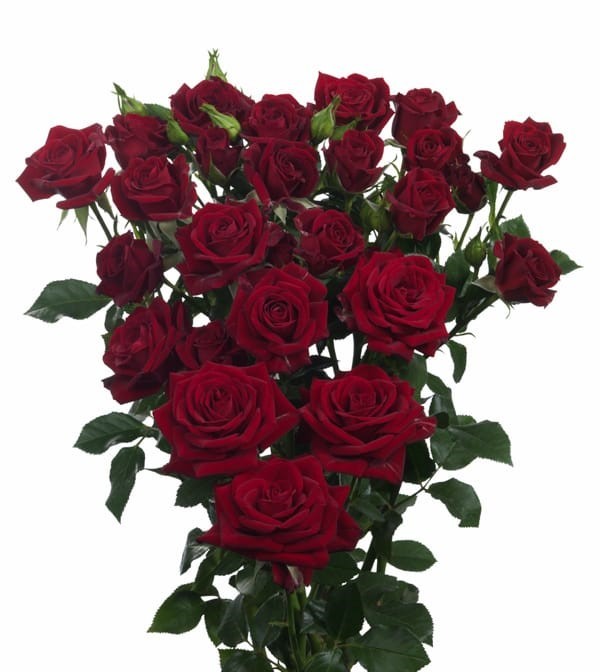 Spray roses Pushkin red 50 A1 Karen Roses Kenya comprar al por mayor en M-Flowers