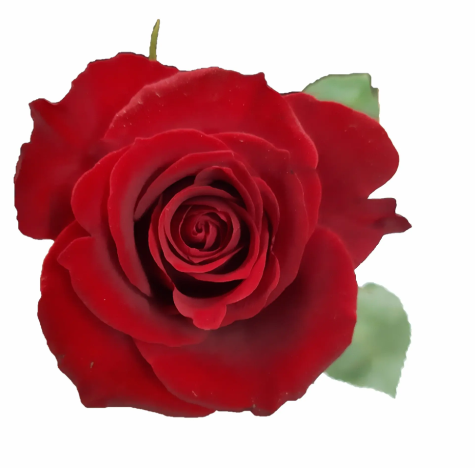 Rose Furiosa 35 A1 PANOCAL INTERNATIONAL LTD KE buy wholesale on M-Flowers