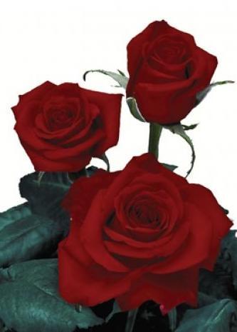 Rose Passion 60 A1 La Rosa EC buy wholesale on M-Flowers