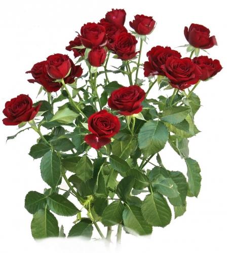 Spray roses Red Spangle 40 A1 FRESH EXCHANGE FZCO KE buy wholesale on M-Flowers