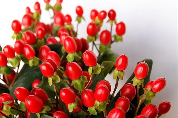 Hypericum Red red 60 A1 FRESH EXCHANGE FZCO Kenya buy wholesale on M-Flowers