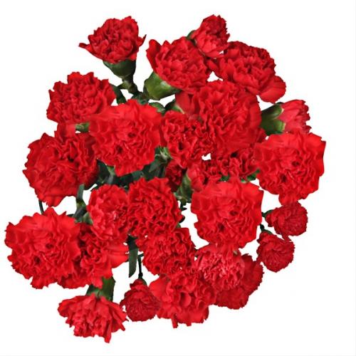 Carnation Mini-Spray Aragon 70 A1 TIFLOWER EC comprar al por mayor en M-Flowers