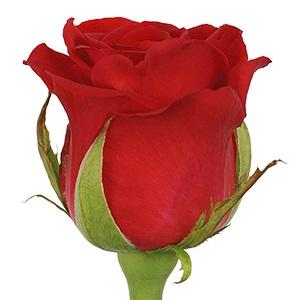 Rose Undercover red 40 A1 QualisA Ecuador купить оптом на M-Flowers