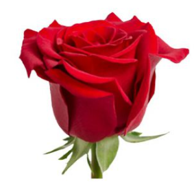 Rose Scarlatta 40 A1 JOSARFLOR EC buy wholesale on M-Flowers