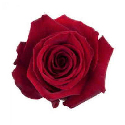 Rose Finally red 60 A1 La Rosa Ecuador buy wholesale on M-Flowers
