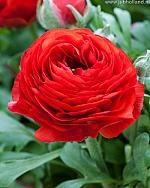 Ranunculus Red red 40 A1 Granada Colombia buy wholesale on M-Flowers