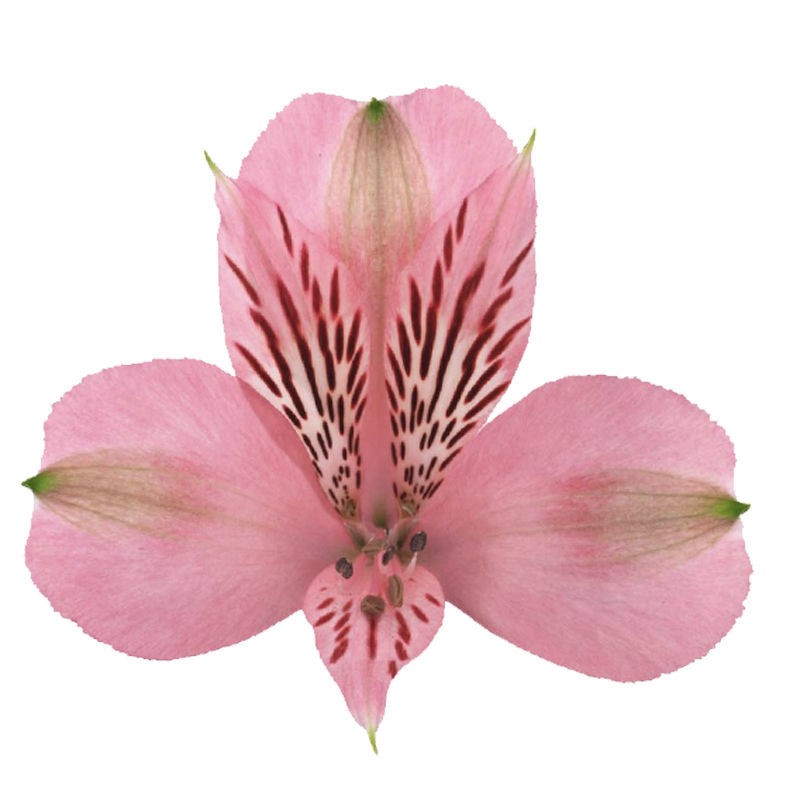 Alstroemeria Pink Floyd 60 A1 GOLDEN TULIP FARMS LTD KE buy wholesale on M-Flowers