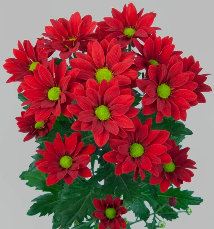 Chr t Bontempi red 70 A1 Zentoo Netherlands buy wholesale on M-Flowers