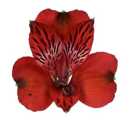 Alstroemeria Nadya red 85 A1 Geoflora Colombia buy wholesale on M-Flowers