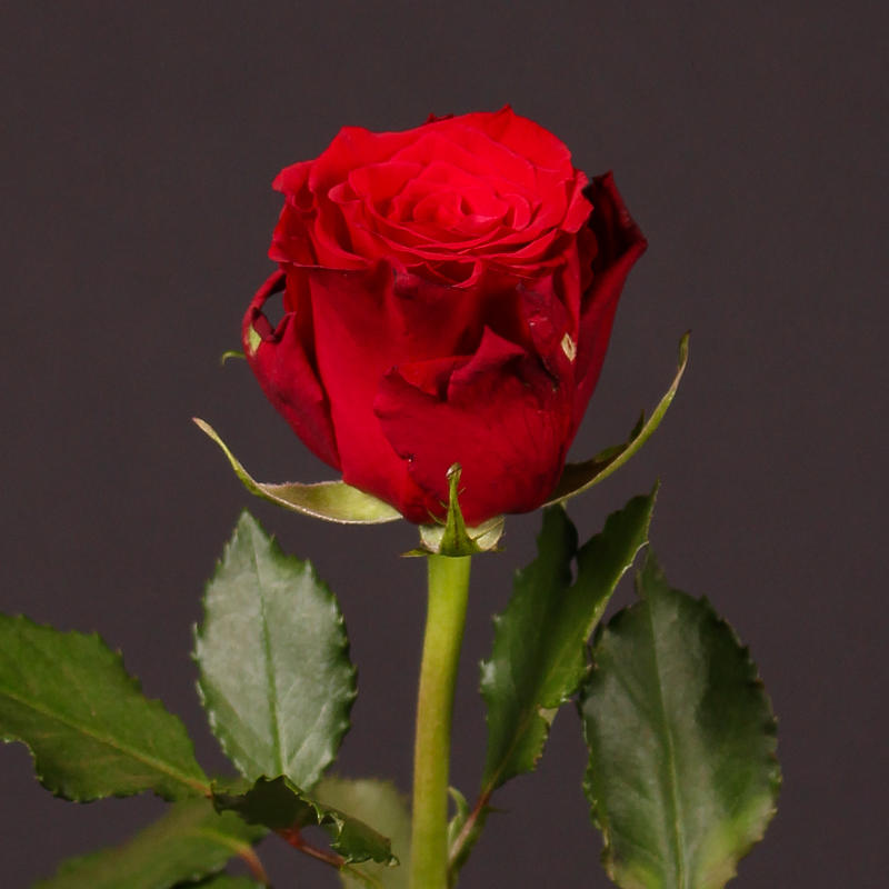 Rose Red Torch 40 A1 GOLDEN TULIP FARMS LIMITED KE comprar al por mayor en M-Flowers