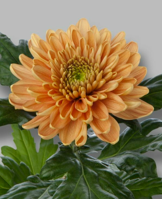 Chr G Rossano Orange orange 70 A1 Decorum Netherlands купить оптом на M-Flowers