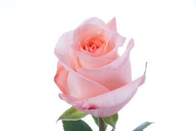 Rose Engagement 50 A1 Cantiza EC comprar al por mayor en M-Flowers