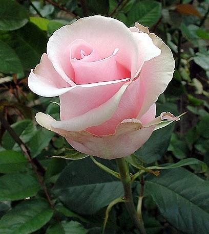 Rose Titanic 60 A1 ROSAS DE  MULALO MULROSAS CIA. LTDA EC comprar al por mayor en M-Flowers