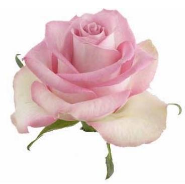 Rose Pink Flame light-pink 50 A1 Rose Pink Flame 50 A1 KAREN ROSES LTD KE buy wholesale on M-Flowers