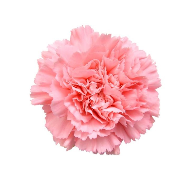 Carnation Pink 65 A1 QUALIFERUS RU buy wholesale on M-Flowers