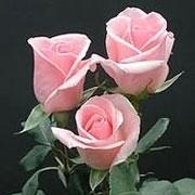 Rose Pink Osiana light-pink 40 A1 Rose Pink Osiana 40 A1 High Connection EC comprar al por mayor en M-Flowers