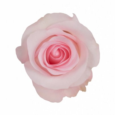 Rose Sweet Akito light-pink 40 A1  Ecuador buy wholesale on M-Flowers