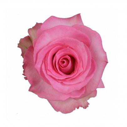 Rose Priceless light-pink 50 A1 ROYAL FLOWERS Ecuador buy wholesale on M-Flowers