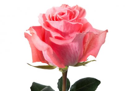 Rose Amsterdam light-pink 40 A1 Flower Village Ecuador купить оптом на M-Flowers