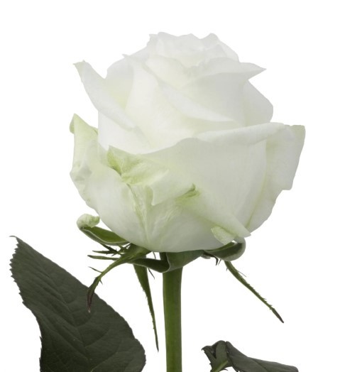 Rose Pround 50 A1 La Rosa EC buy wholesale on M-Flowers