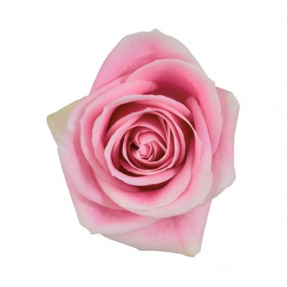 Rose Rosita Vendela 50 A1 Cantiza EC buy wholesale on M-Flowers