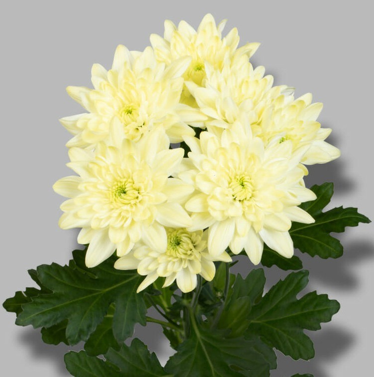 Chr t Pina Colada Cream 70 A1 Zentoo NL купить оптом на M-Flowers