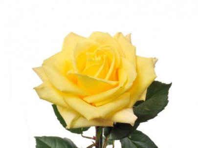 Rose Skyline yellow 60 A1 Flower Village Ecuador buy wholesale on M-Flowers