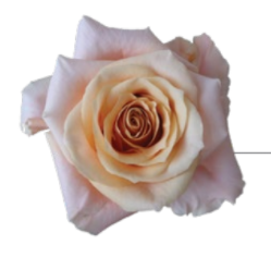 Rose Shimer 60 A1 S & F FLOWERS EC купить оптом на M-Flowers
