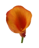 Calla Capt Odeon 70 A1 Decorum NL купить оптом на M-Flowers