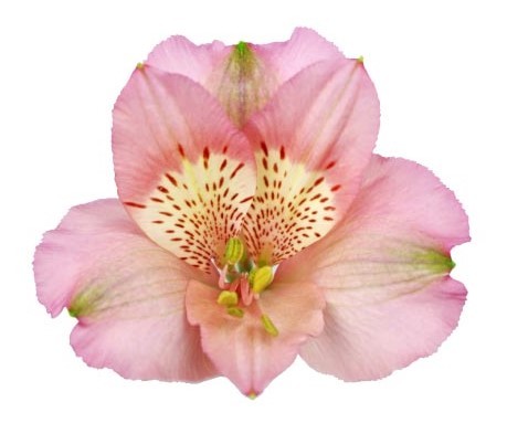 Alstroemeria Prima Donna light-pink 60 A1 GOLDEN TULIP FARMS LTD Kenya buy wholesale on M-Flowers