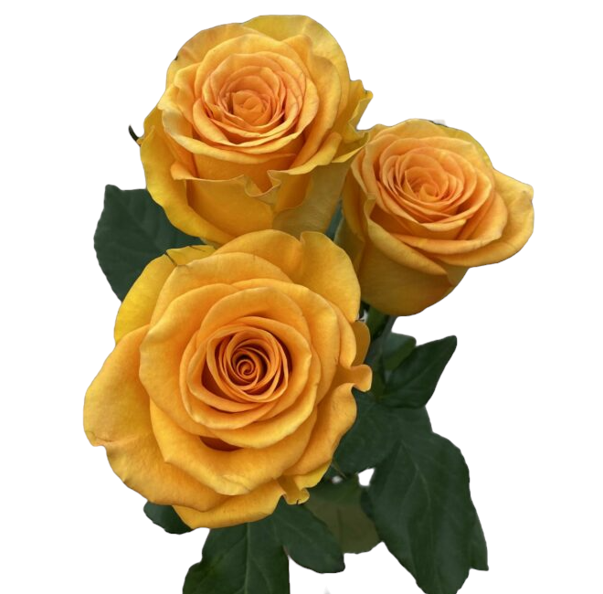 Rose Diablo yellow 70 A1 GOLDEN TULIP FARMS LTD Kenya buy wholesale on M-Flowers
