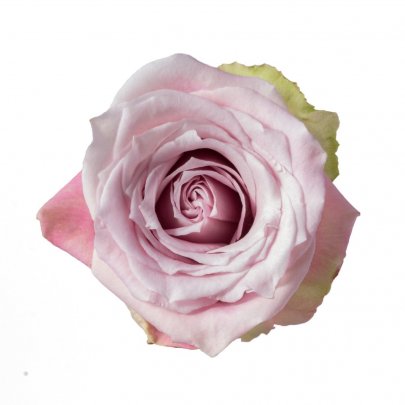 Rose Faith light-pink 40 A1 Agroterranorte Ecuador buy wholesale on M-Flowers