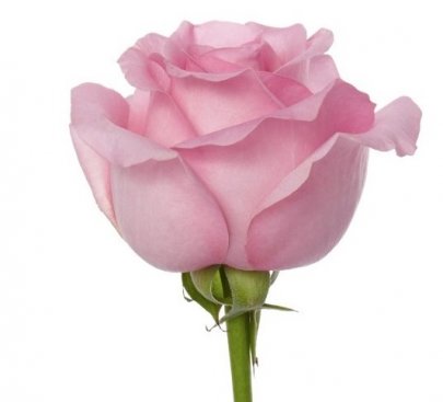 Rose Blushing Akito light-pink 50 A1 Flower Village Ecuador buy wholesale on M-Flowers