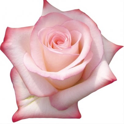 Rose Vania light-pink 60 A1 Florisol Ecuador comprar al por mayor en M-Flowers